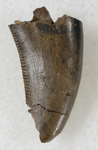 Partial Tyrannosaur Tooth - Montana #21404
